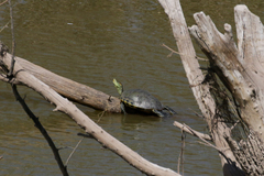 Trachemys hartwegi