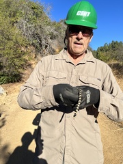 Lampropeltis californiae