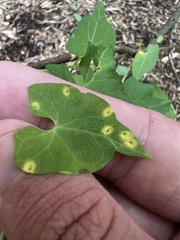 Puccinia convolvuli