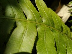 Neoblechnum brasiliense