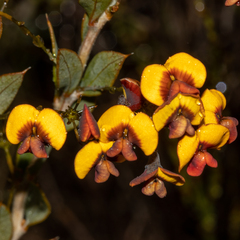 Daviesia nudiflora