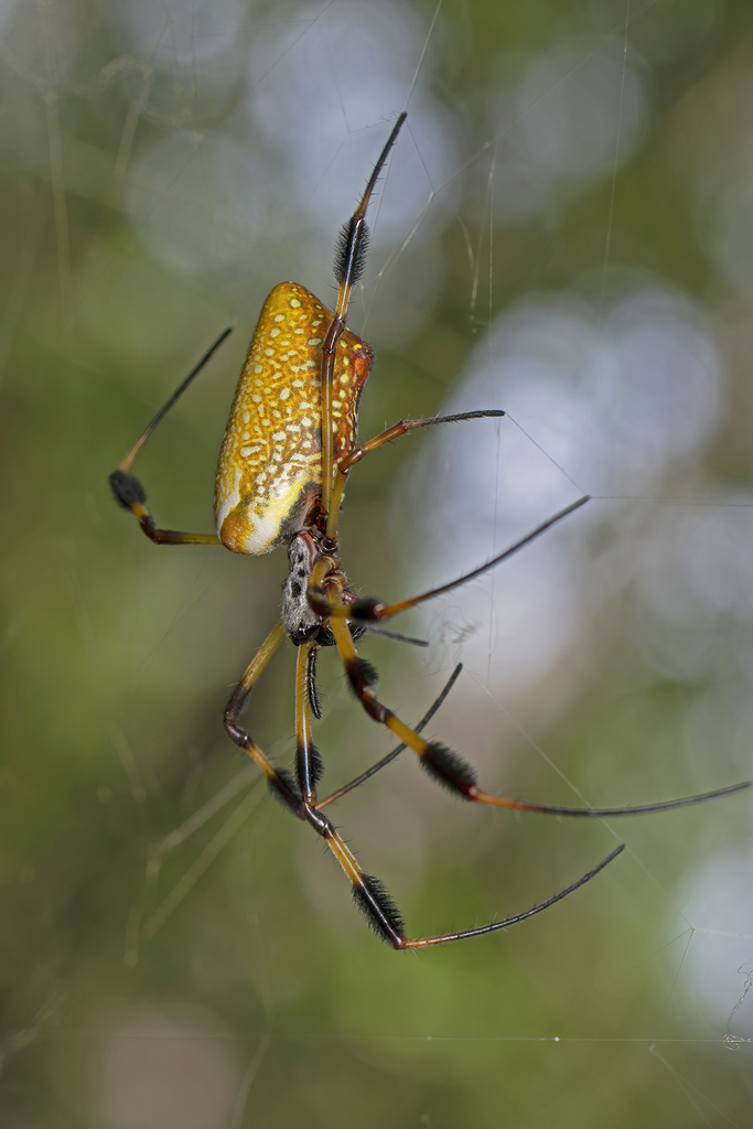 Golden Silk Spider in September 2022 by Mark Shields. female · iNaturalist