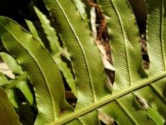 Neoblechnum brasiliense