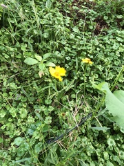 Coreopsis lanceolata