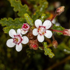 Androcalva pulchella