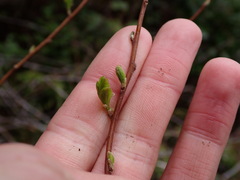 Spiraea douglasii