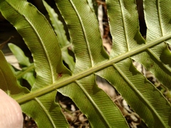 Neoblechnum brasiliense