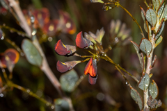 Daviesia nudiflora
