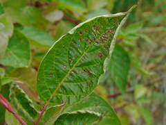 Alternaria
