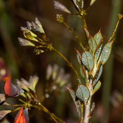 Daviesia nudiflora