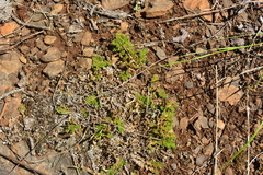 Selaginella wallacei