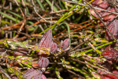 Darwinia speciosa