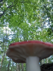 Russula emetica