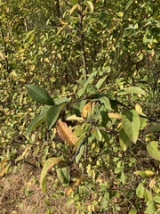 Prunus padus