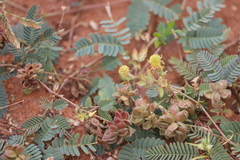 Neptunia dimorphantha