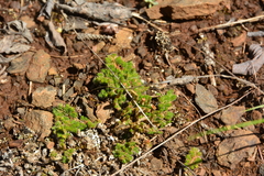 Selaginella wallacei
