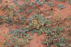 Neptunia dimorphantha