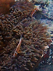 Amphiprion perideraion