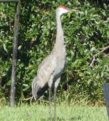 Antigone canadensis pratensis