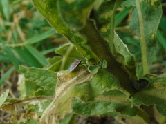 Holcostethus limbolarius