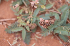 Neptunia dimorphantha