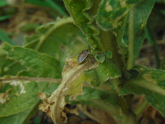 Holcostethus limbolarius