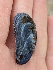 Mytilus edulis