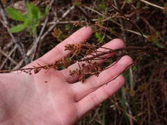 Spiraea douglasii