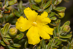 Hibbertia hypericoides