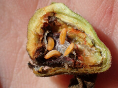 Dasineura serrulatae