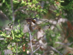 Dythemis fugax