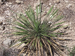 Yucca constricta