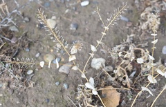 Lepidium perfoliatum