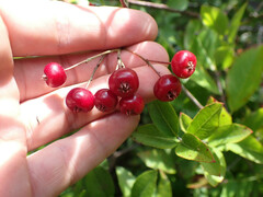 Aronia arbutifolia