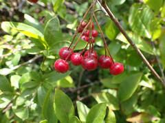 Aronia arbutifolia