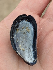 Mytilus edulis