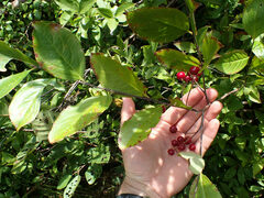 Aronia arbutifolia