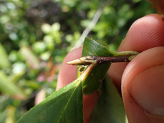Aronia arbutifolia