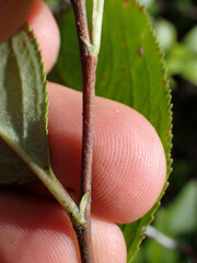 Aronia arbutifolia