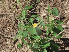 Abutilon fruticosum
