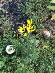 Coreopsis tripteris