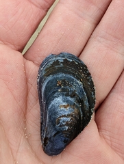 Mytilus edulis