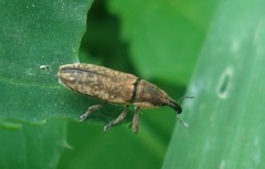Lixus subtilis