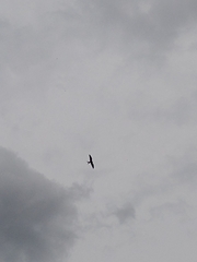 Elanoides forficatus