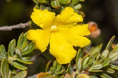 Hibbertia hypericoides
