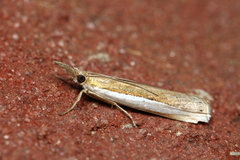 Crambus leachellus
