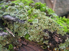 Physconia enteroxantha