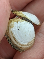 Macoma
