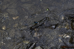 Matrona basilaris