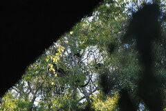 Alouatta caraya